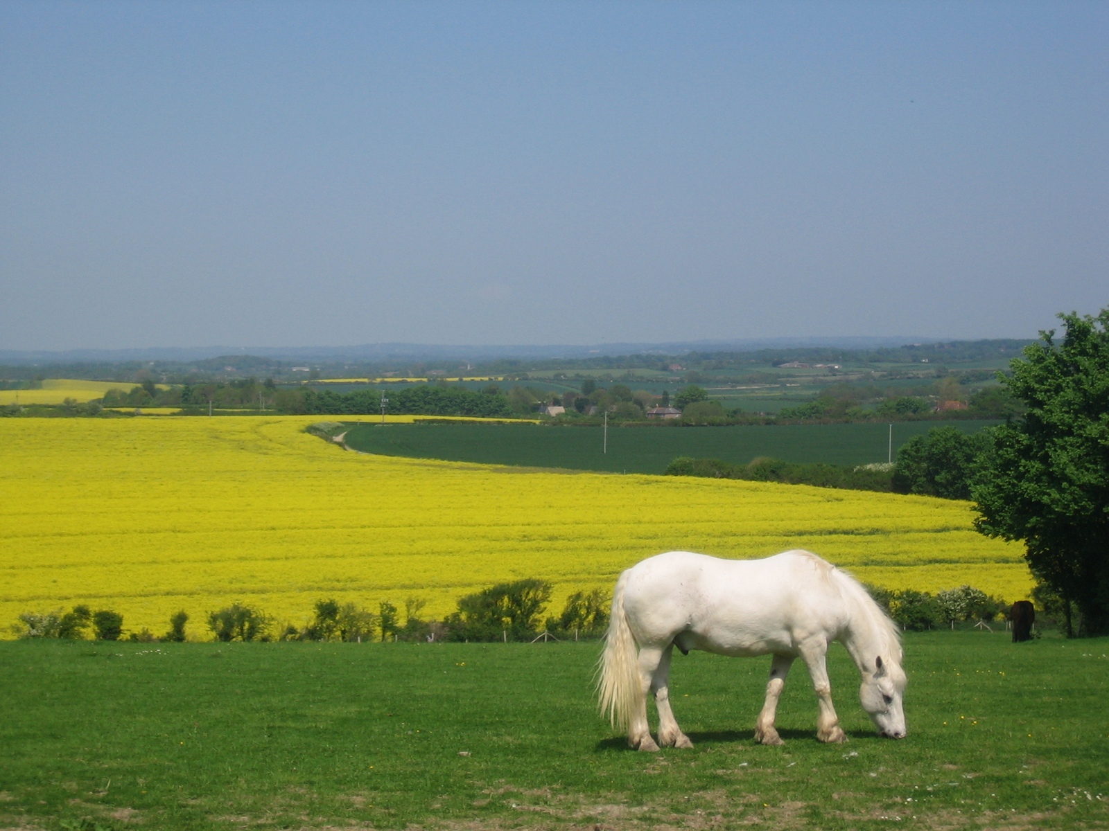 Ponies in der Natur Suedenglands