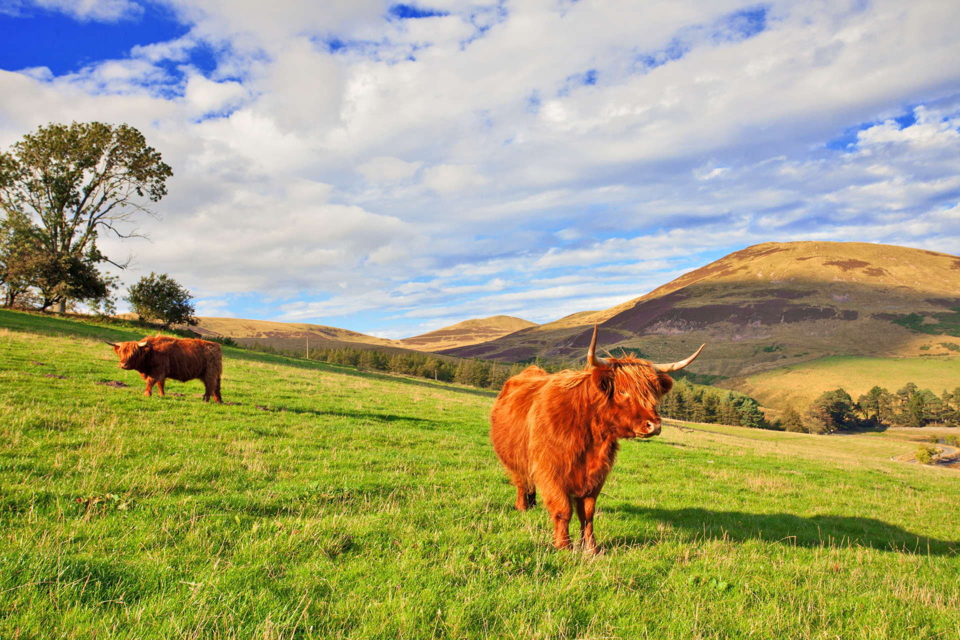 Zwei schottische Hochlandrinder in der Natur Schottlands